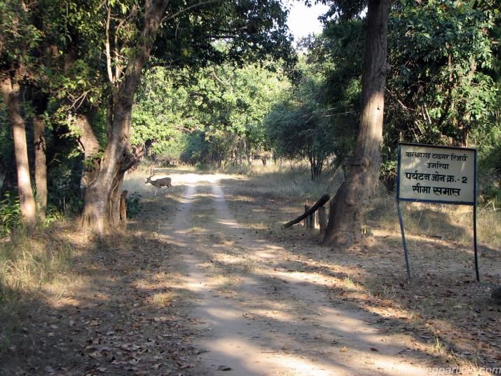 Photo of Wildlife Photography in Bandhavgarh 1/16 by Harminder Kaur
