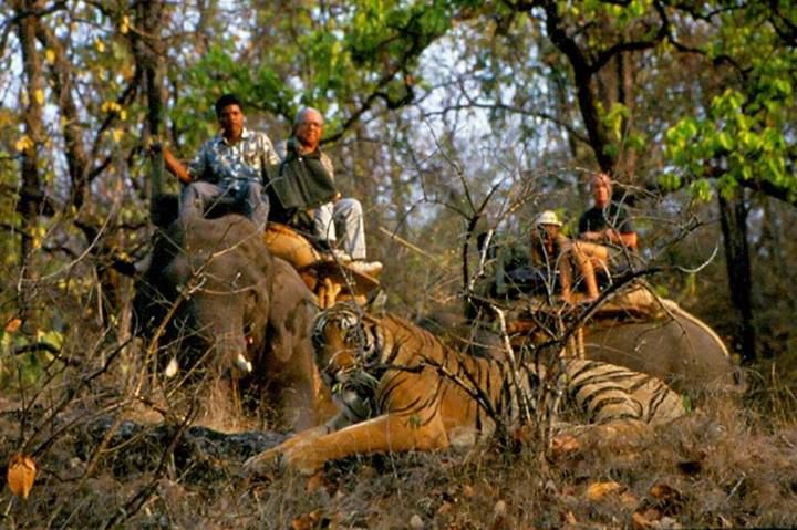 Photo of Wildlife Photography in Bandhavgarh 16/16 by Harminder Kaur
