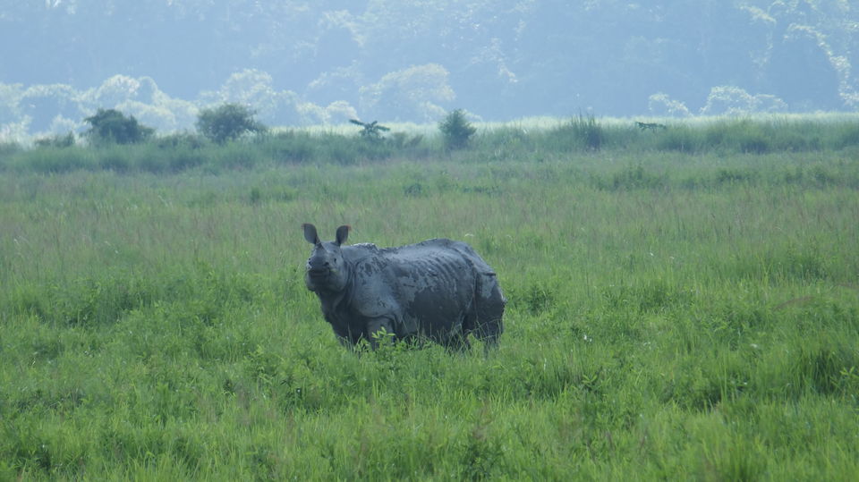 Photo of Kaziranga National Park, Kanchanjuri, Assam, India by shishir gowda