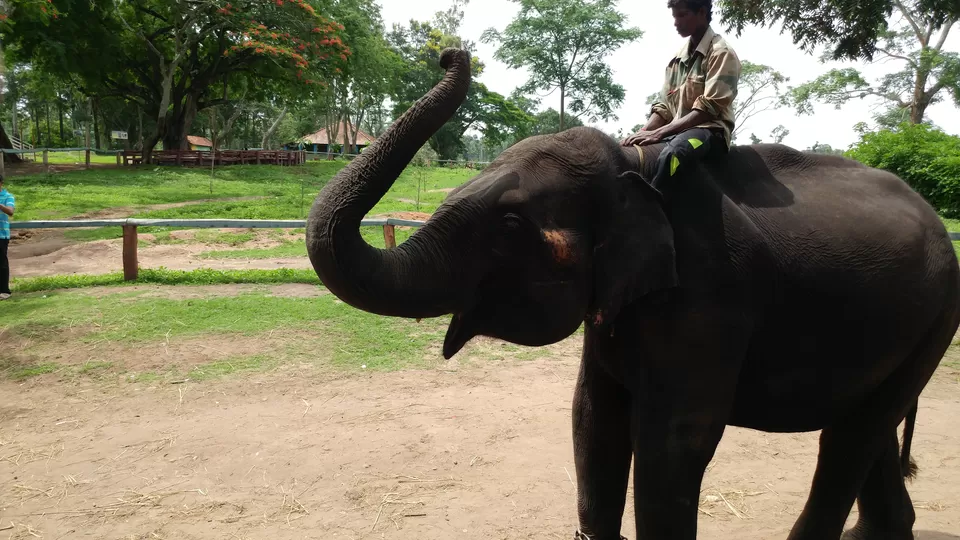 Photo of Dubare Elephant Camp, Karadigodu, Karnataka, India by Yoganand