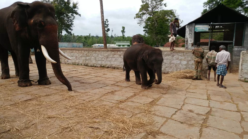 Photo of Dubare Elephant Camp, Karadigodu, Karnataka, India by Yoganand