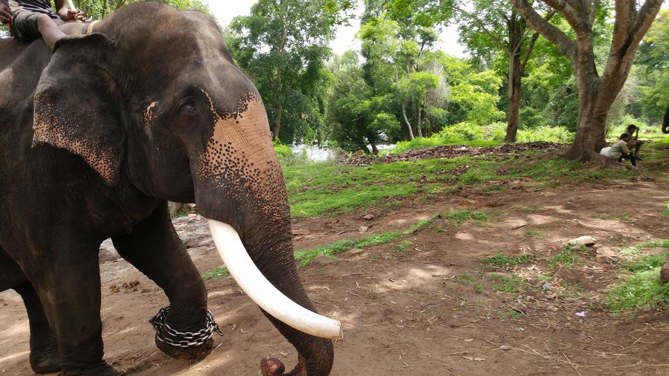 Photo of Dubare Elephant Camp, Karadigodu, Karnataka, India by Yoganand