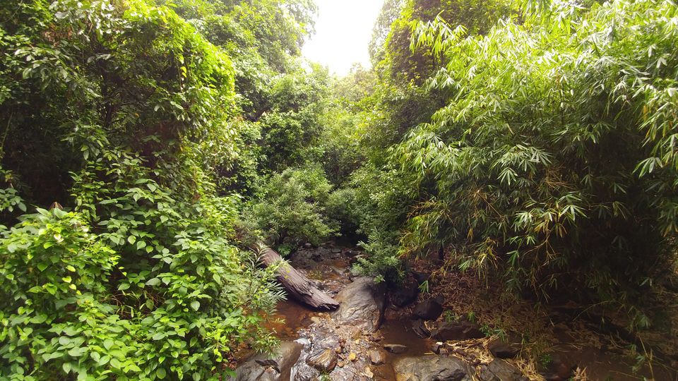 Photo of Iruppu Falls, Kurchi, Karnataka, India by Yoganand