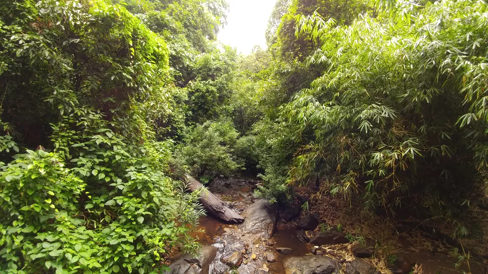 Photo of Iruppu Falls, Kurchi, Karnataka, India by Yoganand