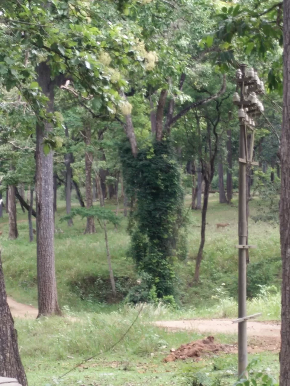 Photo of Nagarahole National Park, Kodagu, Karnataka, India by Yoganand