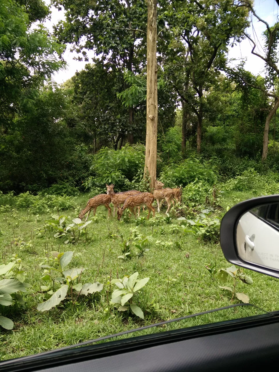 Photo of Nagarahole National Park, Kodagu, Karnataka, India by Yoganand
