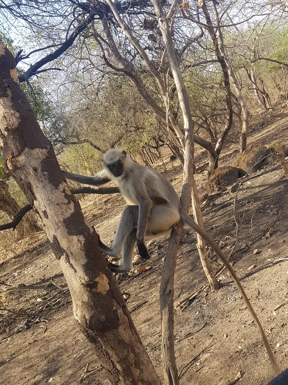 Photo of The food of Ahmedabad - Visit to GIR by Yoganand