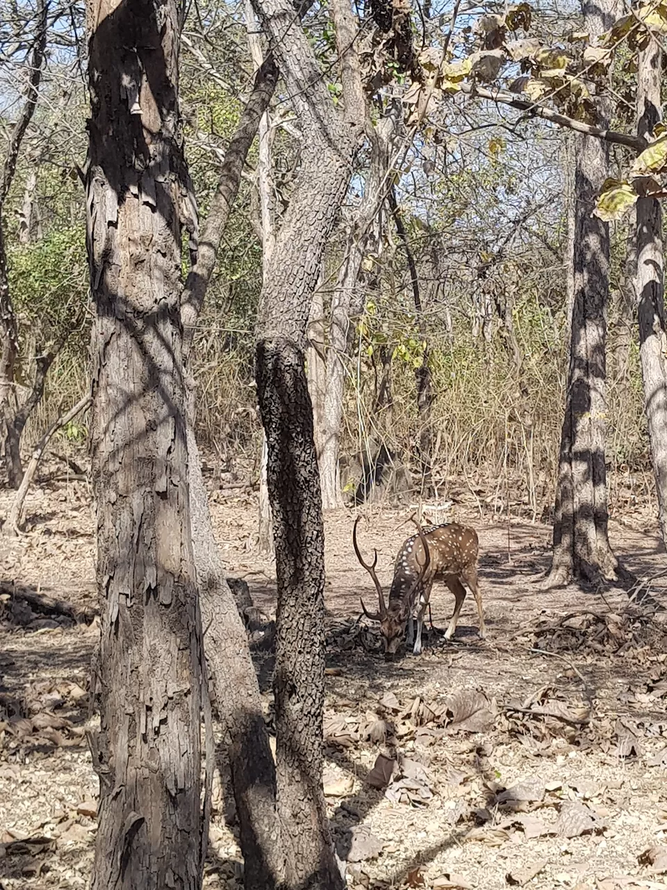 Photo of The food of Ahmedabad - Visit to GIR by Yoganand