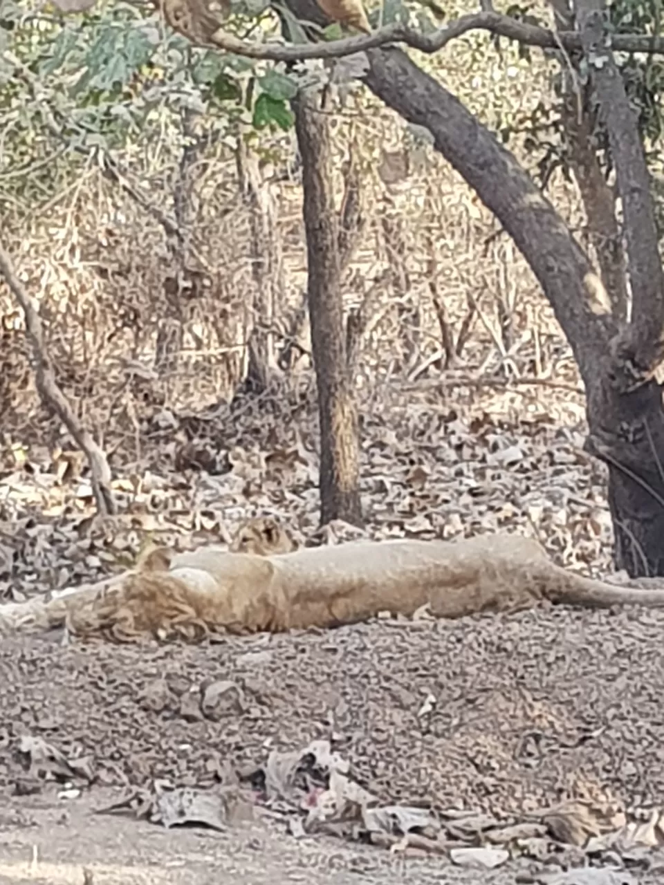 Photo of The food of Ahmedabad - Visit to GIR by Yoganand