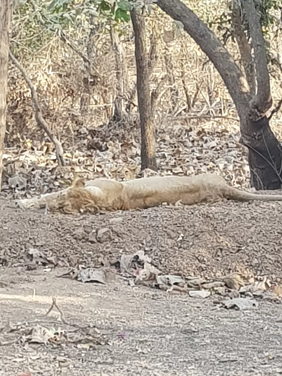 Photo of The food of Ahmedabad - Visit to GIR by Yoganand