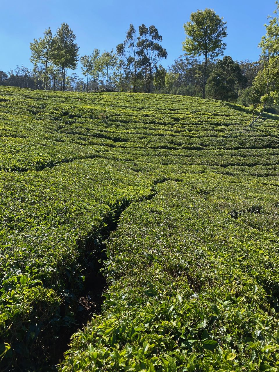 Photo of Alluring Ooty - A 3 day diary by Yoganand