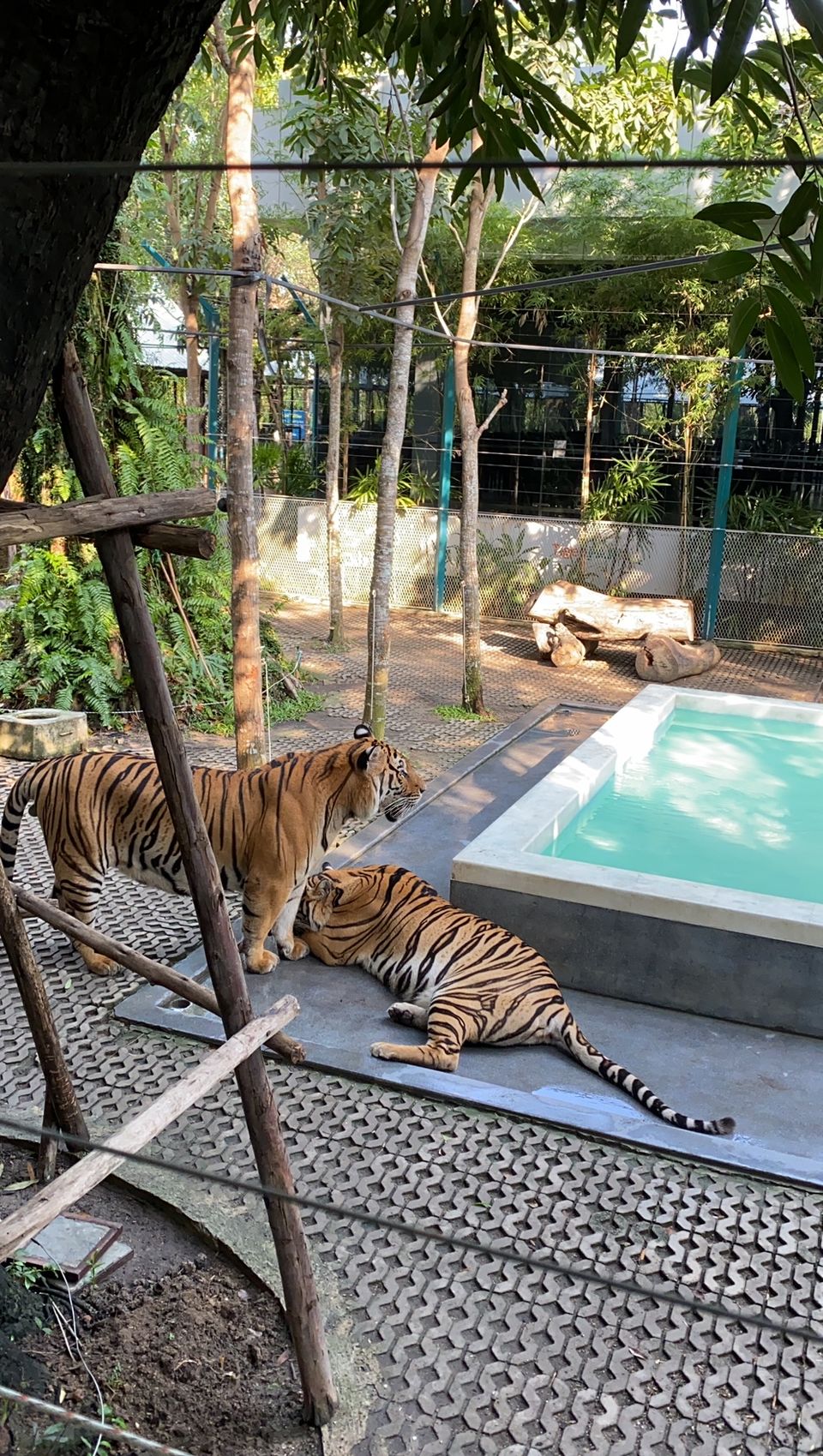 Photo of Tiger Park - Pattaya, Pattaya City, Bang Lamung District, Chon Buri, Thailand by Yoganand