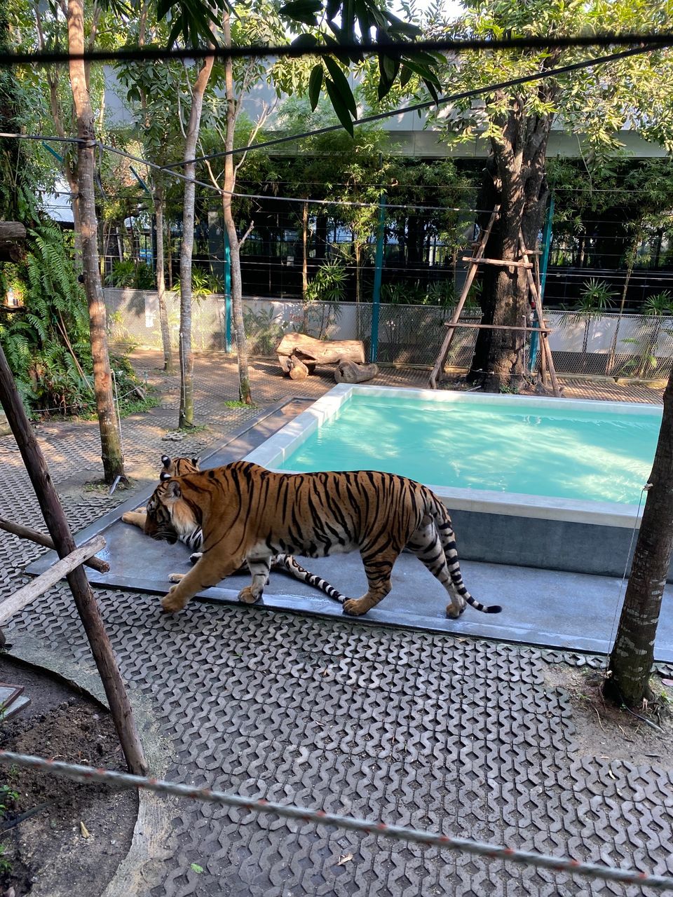 Photo of Tiger Park - Pattaya, Pattaya City, Bang Lamung District, Chon Buri, Thailand by Yoganand