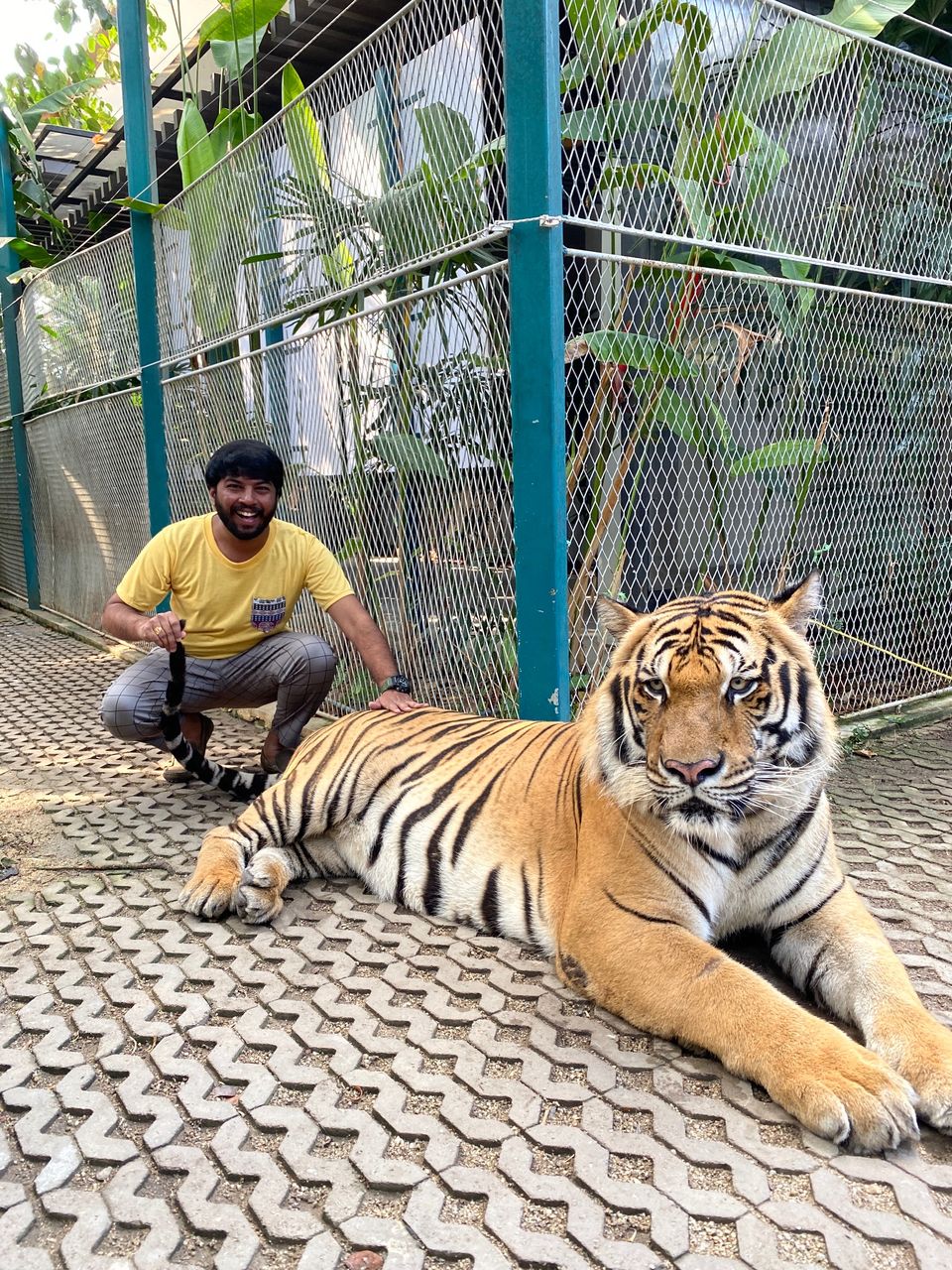 Photo of Tiger Park - Pattaya, Pattaya City, Bang Lamung District, Chon Buri, Thailand by Yoganand