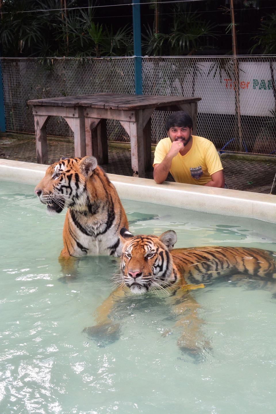 Photo of Tiger Park - Pattaya, Pattaya City, Bang Lamung District, Chon Buri, Thailand by Yoganand
