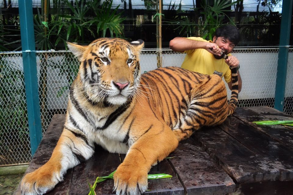 Photo of Tiger Park - Pattaya, Pattaya City, Bang Lamung District, Chon Buri, Thailand by Yoganand