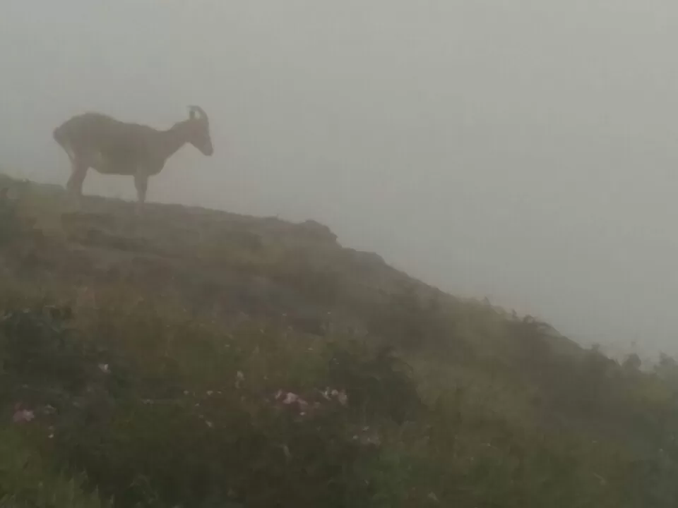 Photo of Munnar, Kerala, India by Swaroop Saju