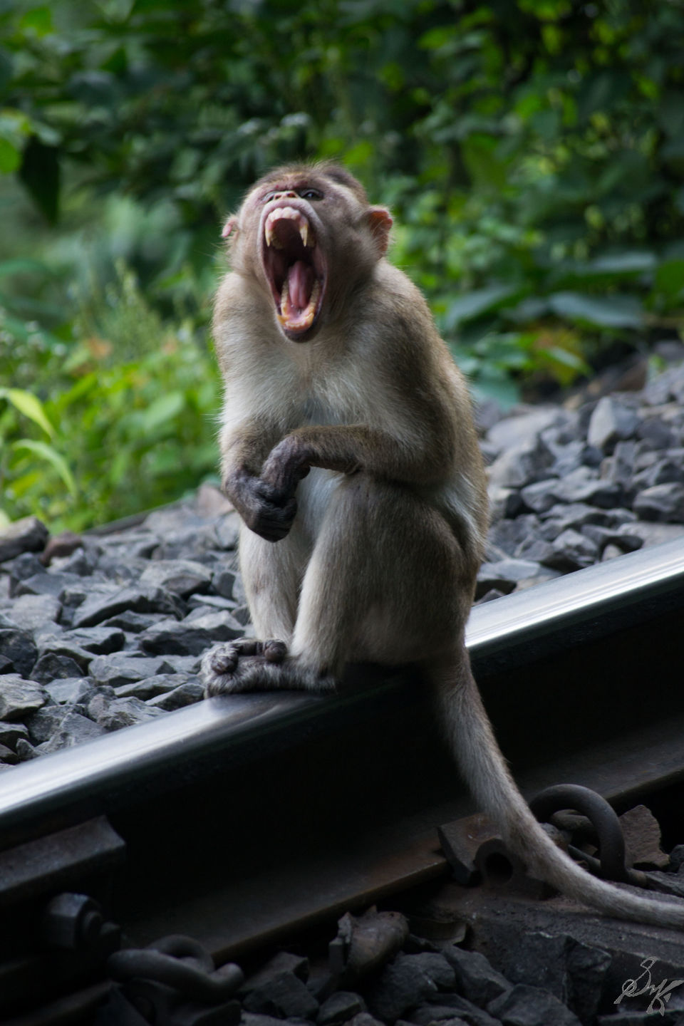 Photo of Dudhsagar Falls: A trip to remember 14/14 by Kaustav Sen