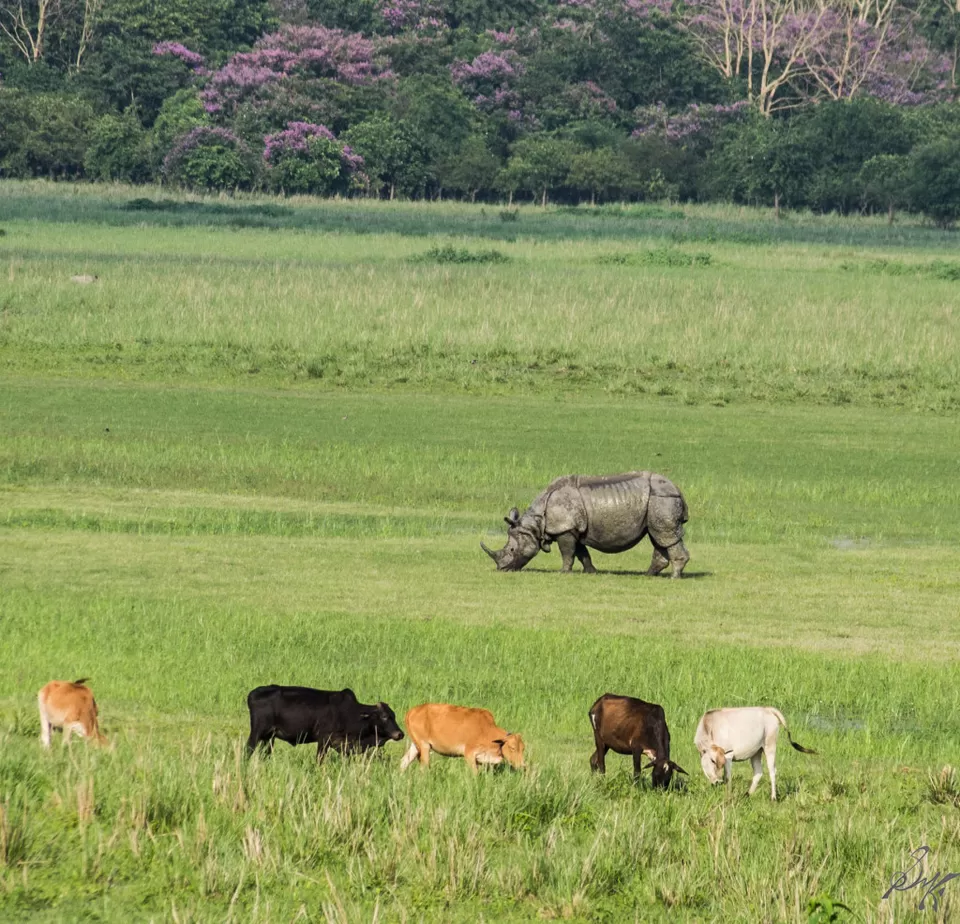 Photo of Pobitora Wildlife Sanctuary, Pabitara, Assam, India by Kaustav Sen