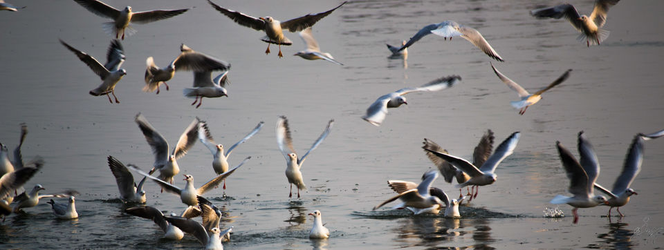 Photo of Assi ghat, Shivala, Varanasi, Uttar Pradesh, India by Kaustav Sen