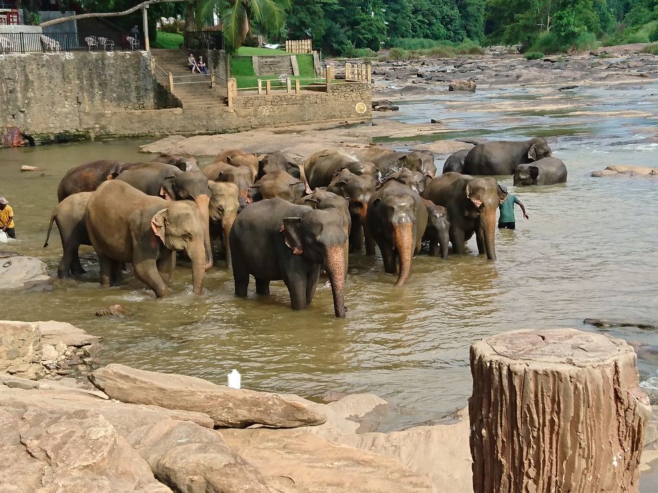 Photo of Majestic Ceylon by A Lone Wolf!!!
