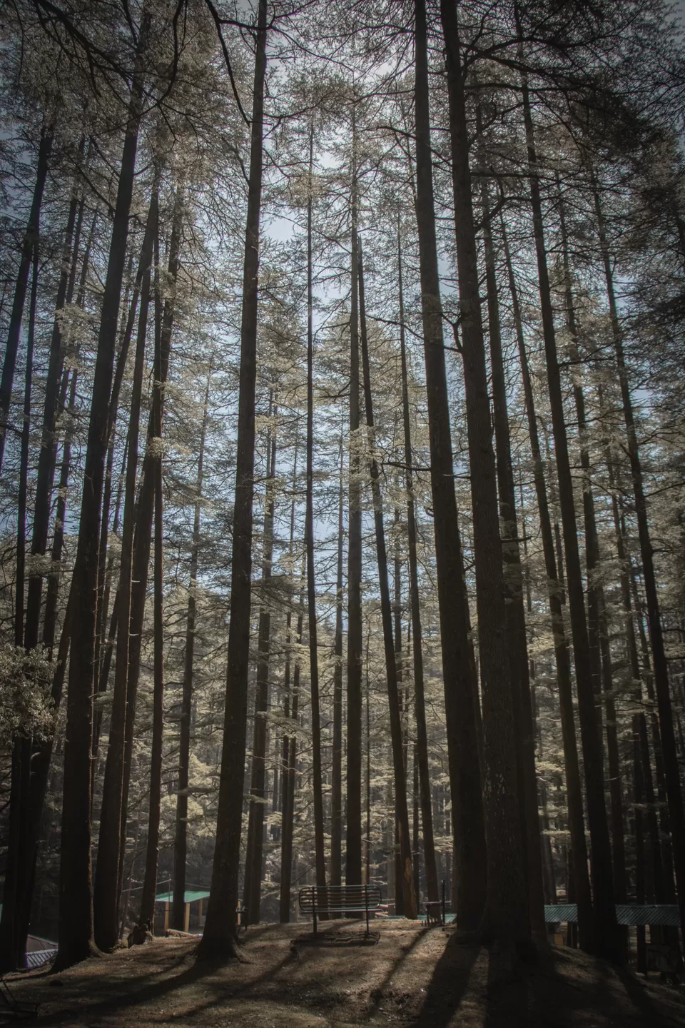 Photo of Lansdowne, Uttarakhand, India by Vanita Vig