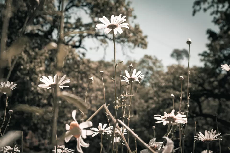 Photo of Lansdowne, Uttarakhand, India by Vanita Vig