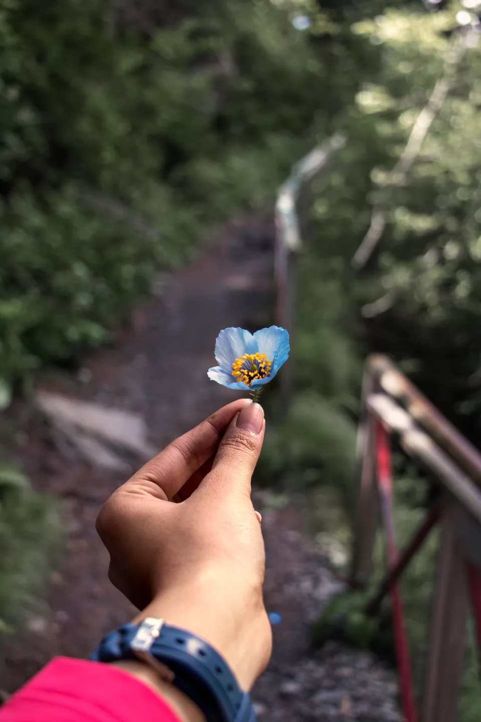 Photo of Valley of Flowers National Park, Uttarakhand, India by Vanita Vig