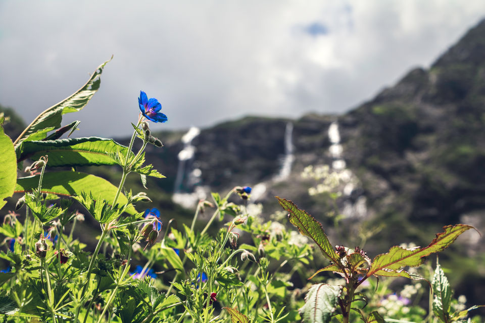 Photo of Haseen Vaadiyan aur Khula Aasmaan :) A complete guide to Valley of Flowers !! by Vanita Vig