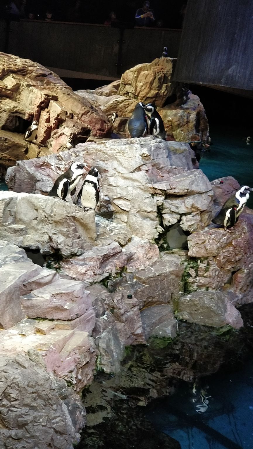 Photo of New England Aquarium, Central Wharf, Boston, MA, USA by Sanjusha Gandarapu