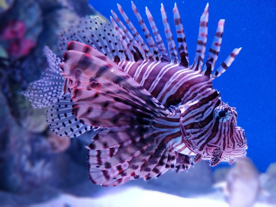 Photo of New England Aquarium, Central Wharf, Boston, MA, USA by Sanjusha Gandarapu