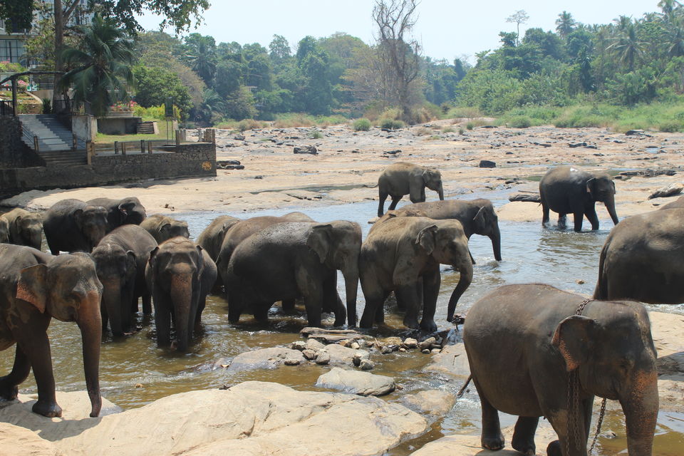 Photo of Srilanka- Nation with natural & mythological beauty by Nihar Shah