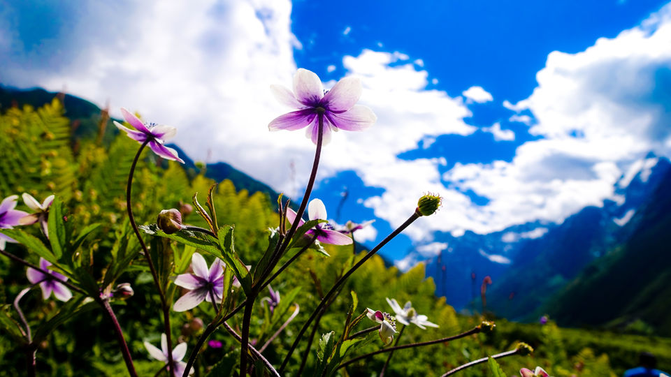 Valley of Flowers - UNESCO HERITAGE- Hemkund - Mana - Tripoto