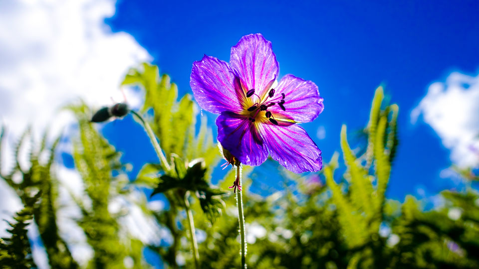 Photo of Valley of Flowers - UNESCO HERITAGE- Hemkund - Mana 13/37 by Amar Singh