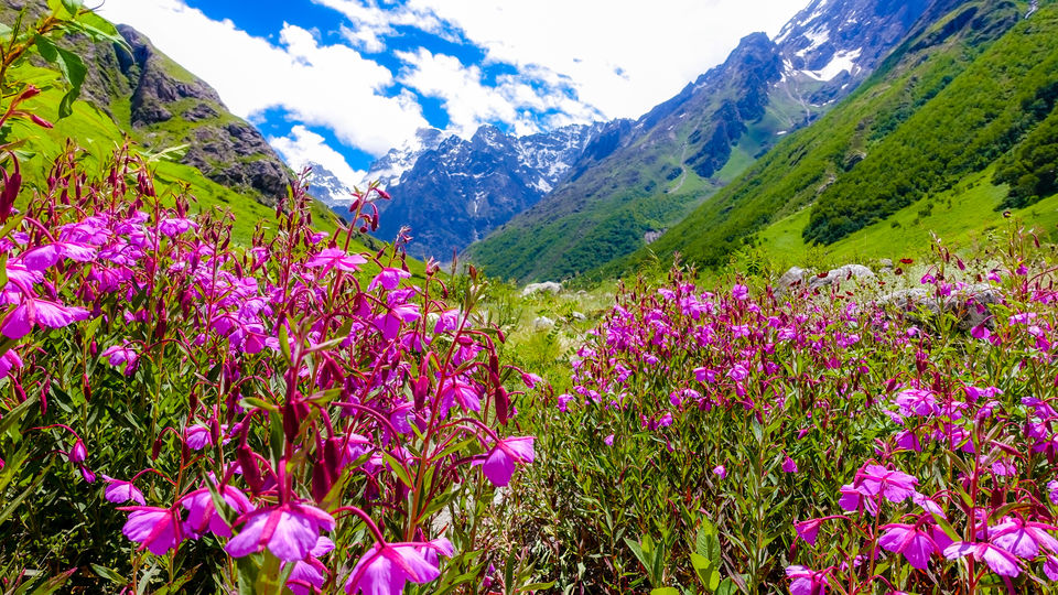 Valley of Flowers - UNESCO HERITAGE- Hemkund - Mana - Tripoto