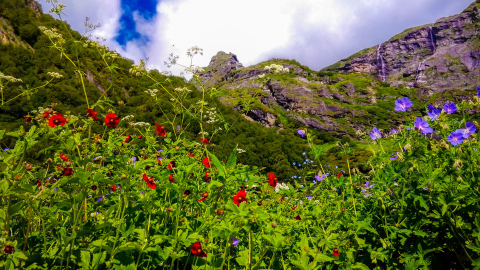 Photo of Valley of Flowers - UNESCO HERITAGE- Hemkund - Mana 28/37 by Amar Singh