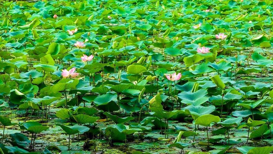 Photo of Naukuchiatal Lake 3/7 by Amar Singh
