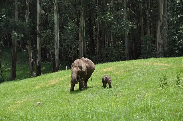 Photo of Idukki, Kerala, India by Pallavi 