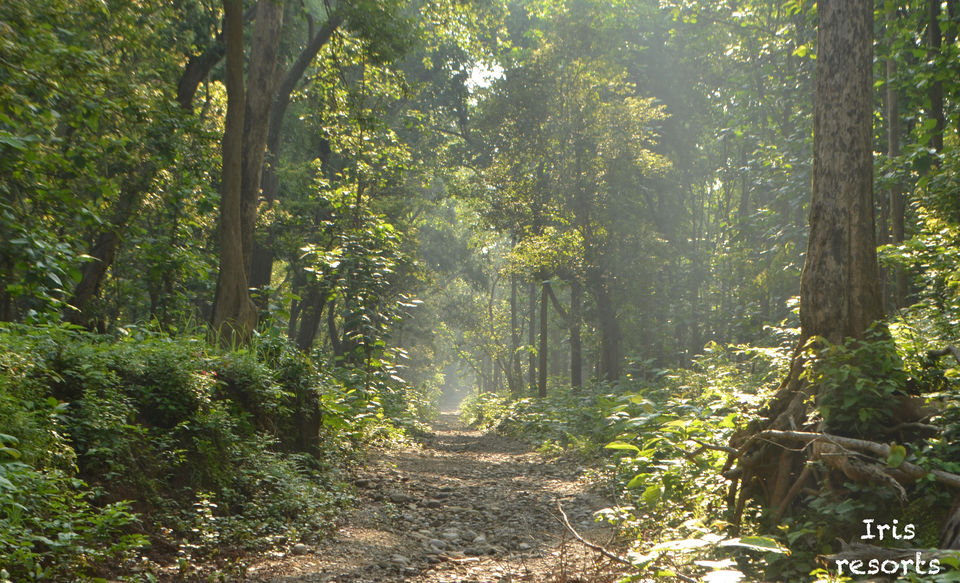 Photo of A Few Hours Away From Delhi Is A Beautiful Getaway, Ideal For Nature And Wildlife Enthusiasts by Pallavi Paul
