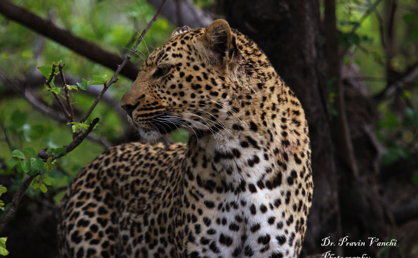 Photo of Africa Tourism Makes For The Perfect Holiday In The Wilderness: Southern Africa Vs Eastern Africa 10/11 by Pallavi Paul