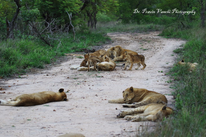 Photo of Africa Tourism Makes For The Perfect Holiday In The Wilderness: Southern Africa Vs Eastern Africa 11/11 by Pallavi Paul