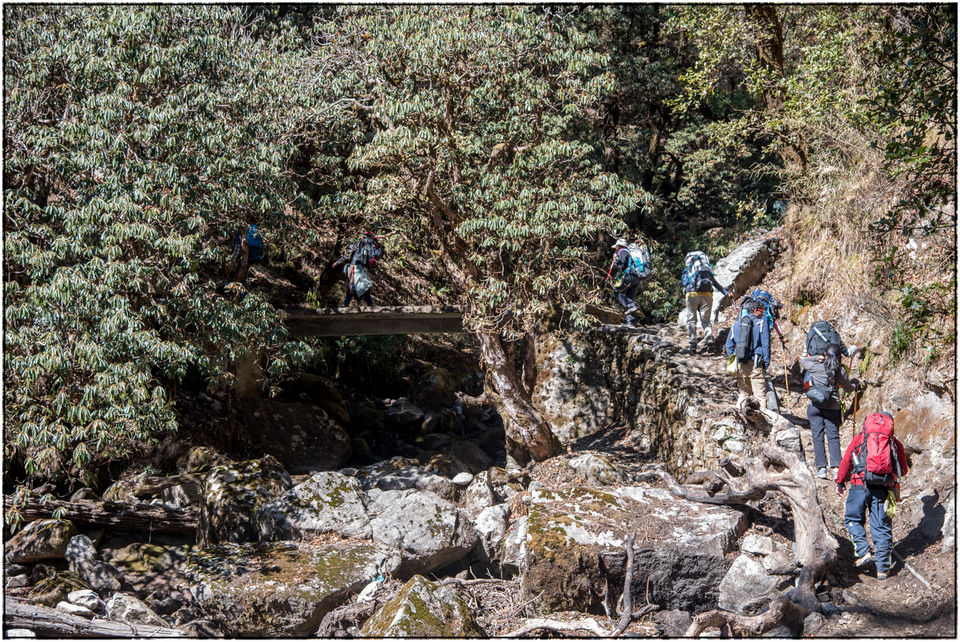 Photo of Whim of my Life- Day 2(Brahmtal Trek) 2/9 by SaMkit Jain