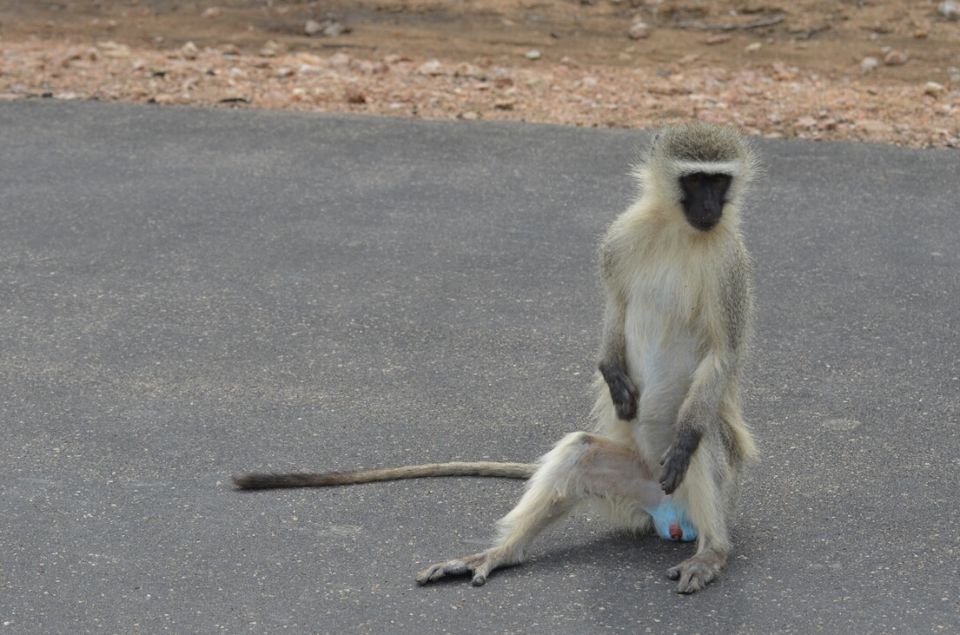 Photo of Kruger Park, Mpumalanga, South Africa by Jeroen Borst