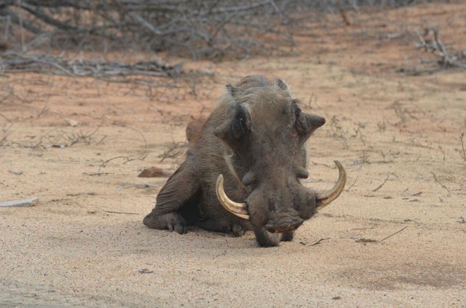 Photo of Kruger Park, Mpumalanga, South Africa by Jeroen Borst