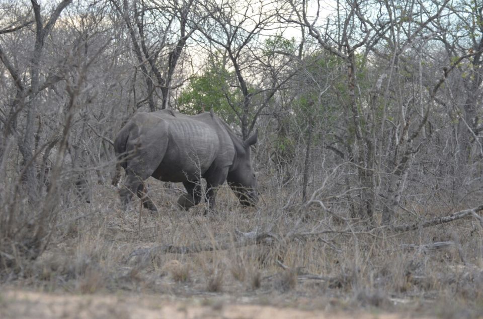 Photo of Kruger Park, Mpumalanga, South Africa by Jeroen Borst