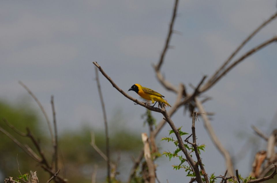 Photo of Kruger Park, Mpumalanga, South Africa by Jeroen Borst