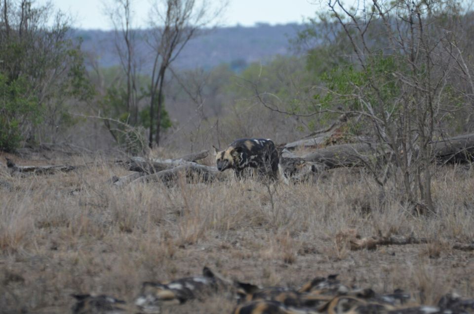 Photo of Kruger Park, Mpumalanga, South Africa by Jeroen Borst