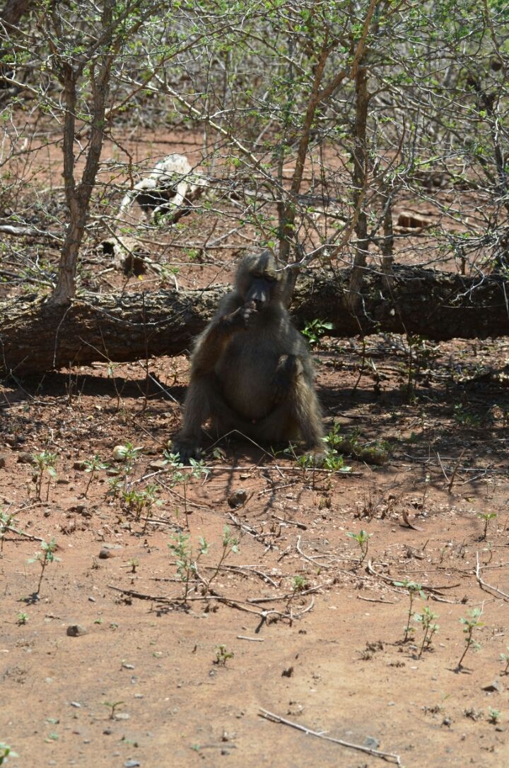 Photo of Kruger Park, Mpumalanga, South Africa by Jeroen Borst
