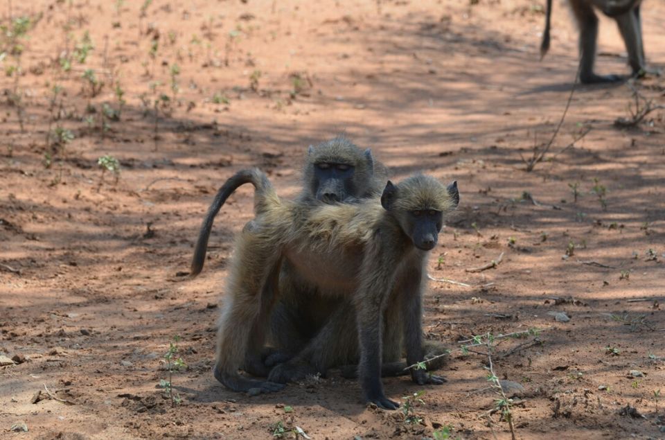 Photo of Kruger Park, Mpumalanga, South Africa by Jeroen Borst