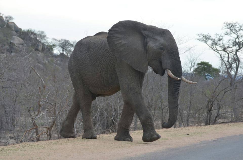 Photo of Kruger Park, Mpumalanga, South Africa by Jeroen Borst